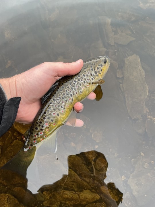 Gammallt trout - LH from Wrenbury